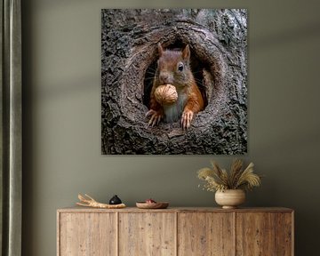 Eekhoorn met walnoot in een holle boomstam. van Albert Beukhof
