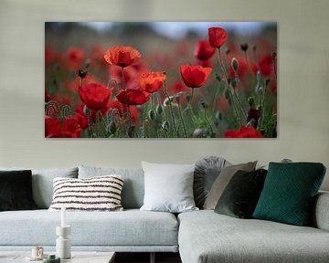 poppy field by Franziska Jungen