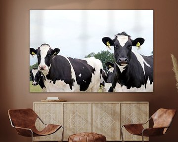 Cows by Simon E