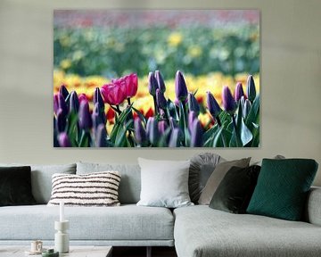 The Colors of Dutch Spring von Remy De Milde