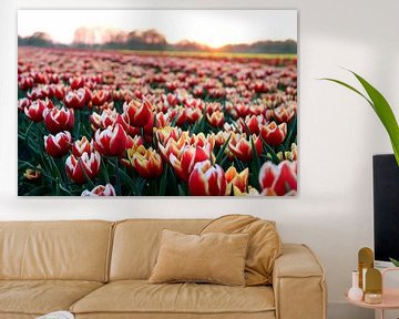 Tulpen von Simon E