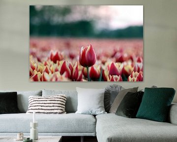 Tulp van Simon E