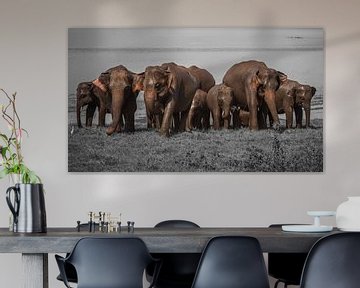 Eléphants Sri Lanka