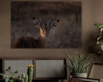 Impala Kruger Park van Sander Huizinga