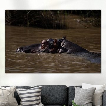 Hippopotame à Sainte-Lucie