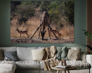 Trinkender Giraffe Kruger Park von Sander Huizinga