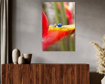 Blooming bird of paradise. by rene marcel originals