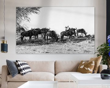 Wildebeest family by Loris Photography