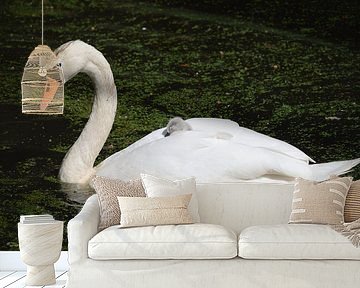 Schwan mit schlafendem Babyschwan auf dem Rücken