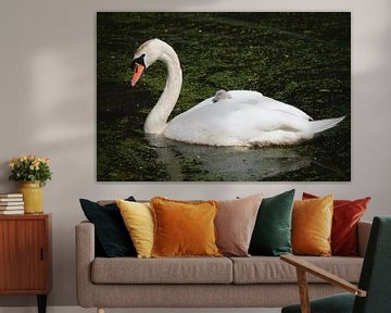 Swan with sleeping baby duckling swan its back by Steven Marinus