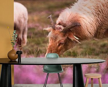 Schafe, die bei Sonnenuntergang auf den blühenden Heideflächen grasen.