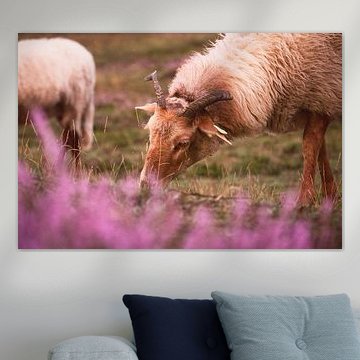 Schafe, die bei Sonnenuntergang auf den blühenden Heideflächen grasen.