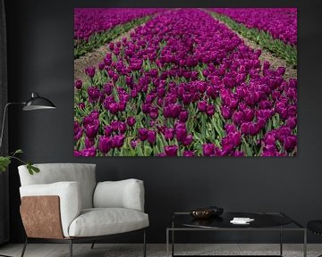 Paarse Tulpen by Menno Schaefer