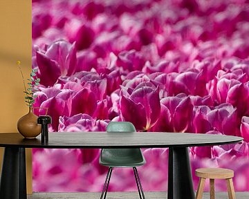 Veld met roze Tulpen  by Menno Schaefer