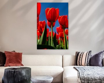 Rode tulpen by Menno Schaefer