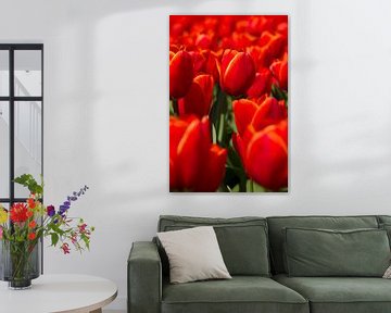 Rode tulpen van Menno Schaefer