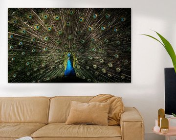 Peacock eyes by mirrorlessphotographer
