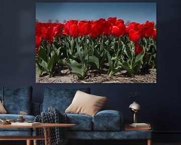 Rode tulpen von Menno Schaefer