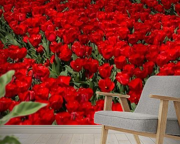 Veld met rode Tulpen by Menno Schaefer