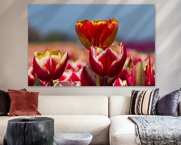 Gekleurde Tulpen van Menno Schaefer