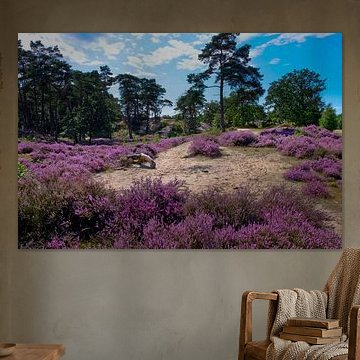 Blühendes Heidekraut auf den Soesterdünen