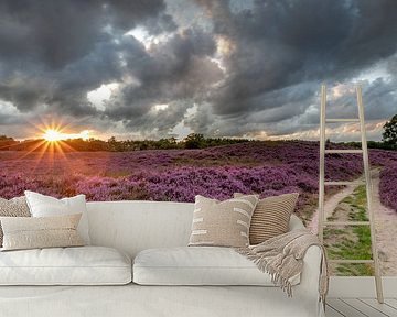 Flowering heathland on the Gasterse Duinen by Arthur Puls Photography