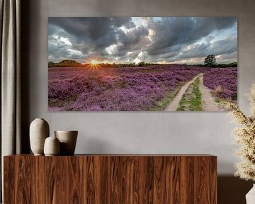 Flowering heathland on the Gasterse Duinen by Arthur Puls Photography