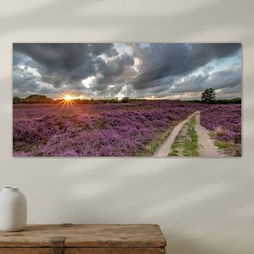 Lande fleurie sur la Gasterse Duinen sur Arthur Puls Photography