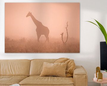 Silhouet van een giraf in de ochtendmist