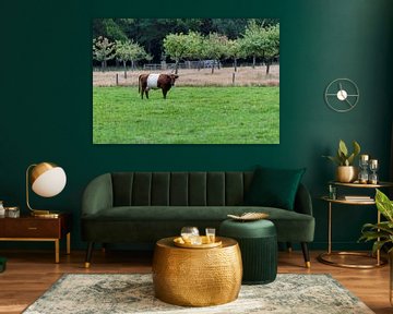 Een lakenvelder koe in een groen landschap van ChrisWillemsen
