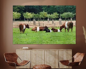 een kudde met lakenvelder koeien met bos op de achtergrondelder, meaning the Dutch Belted. A Dutch B van ChrisWillemsen