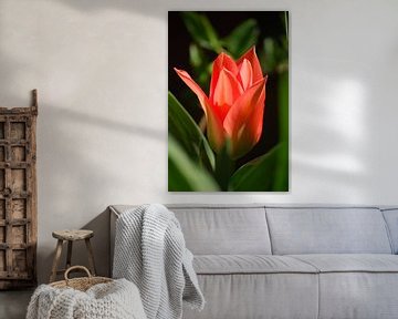 rode tulp 1