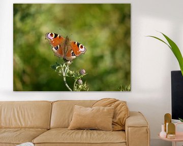 Dagpauwoog (vlinder) van Laura Pickert