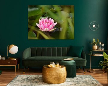 Water Lily by Laura Pickert