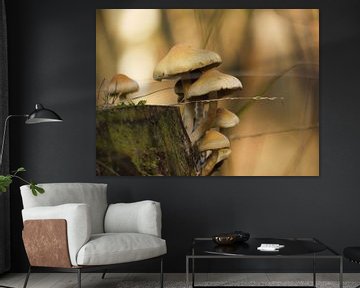 Mushrooms by Laura Pickert