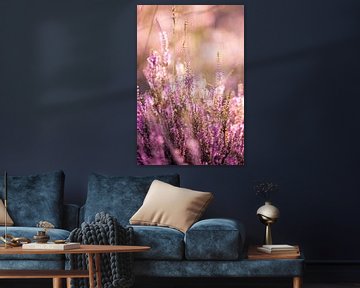 Flowering purple heather at sunrise