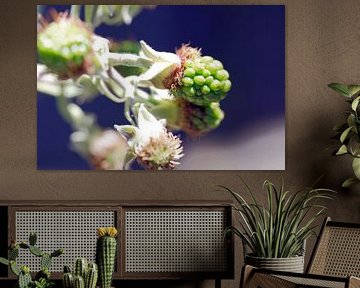 Blackberries in the making