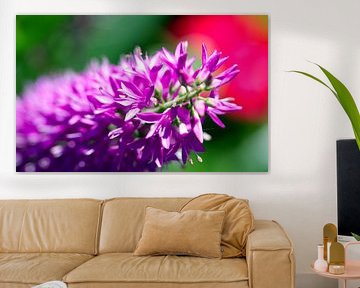 In bloom by Ruud Boogaard