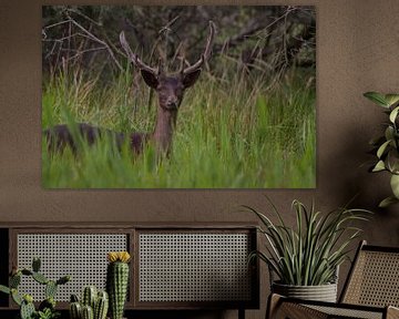 Dark deer shows up by Wesley Klijnstra