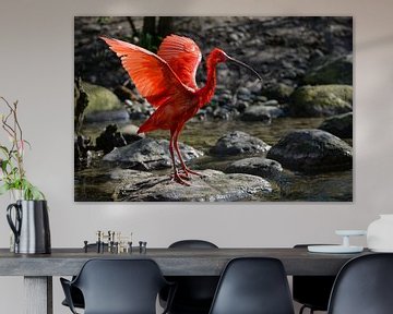 Rode Ibis van Robert Styppa
