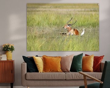 Letschwe Antilope von Robert Styppa