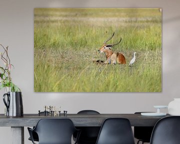 Letschwe Antilope