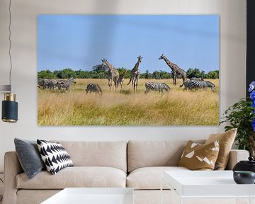 Giraffen und Zebras von Robert Styppa