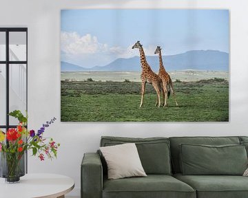 girafes sur Robert Styppa