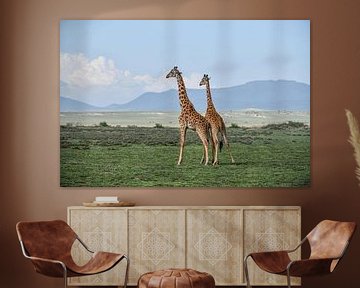 giraffen van Robert Styppa