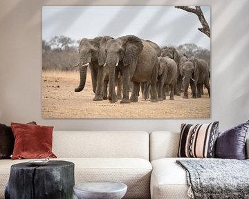 Elefanten Herde von Robert Styppa