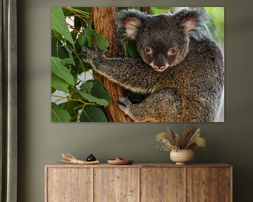 koala van Robert Styppa