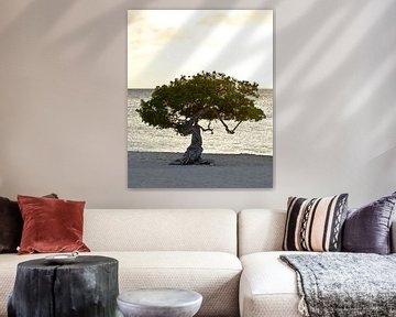 Divi Divi tree on Eagle beach, Aruba by Talitha Blok