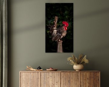 Floris de Rooster ~ Rooster the front sur Peter Boon