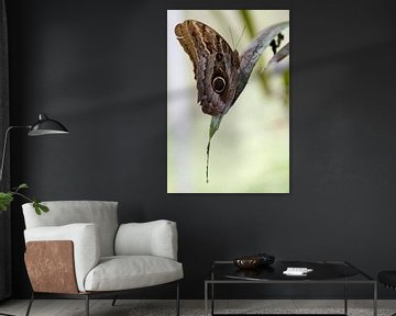 Caligo Teucer - Eulenschmetterling ruhend  auf einem Blatt von rene marcel originals